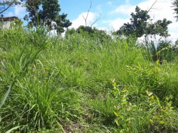Terreno - Venda - Grama - Paraíba do Sul - RJ